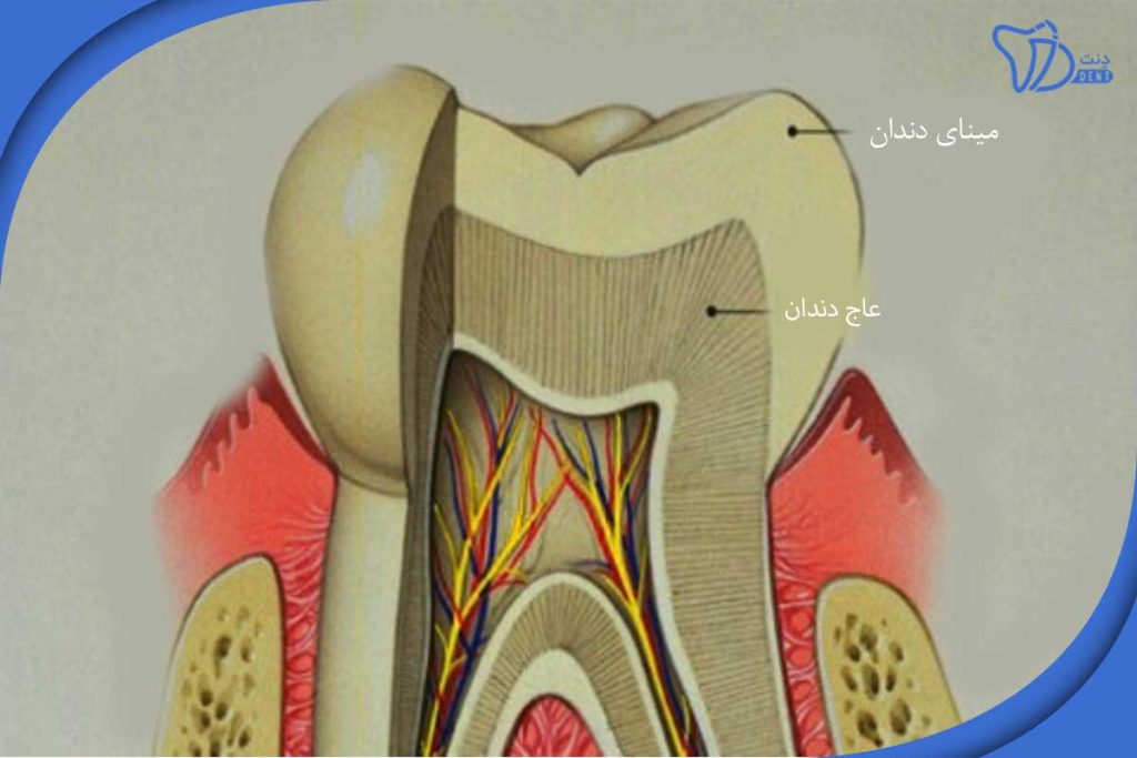مینای بیولوژیکی دندان