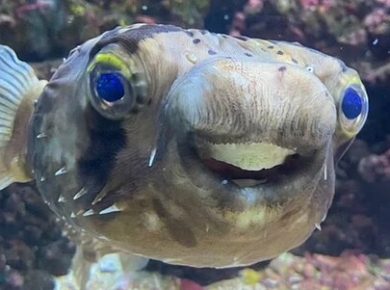 ماجرای عجیب یک ماهی که به دندانپزشکی رفت!/عکس
